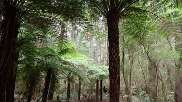 Une forêt dense, avec de grands arbres et des fougères.