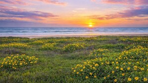 A sunset over a beach with yellow flowers in the foreground.