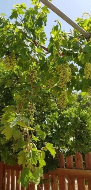 Property grounds - Beach Cottage (Tavronitis)