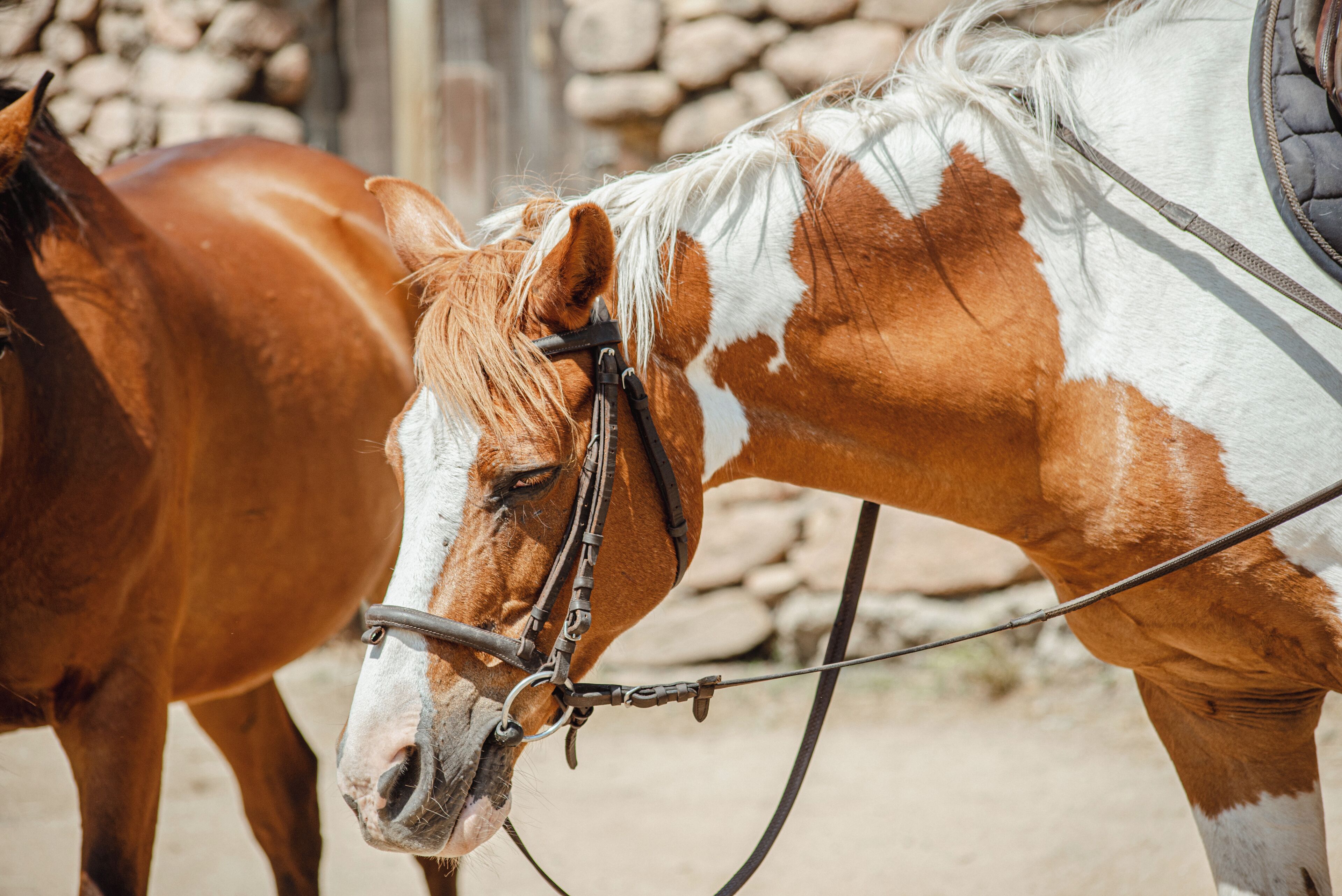 Two horses with bridles, standing next to each other.
