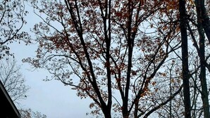 Une zone boisée avec une structure en bois, peut-être une cabane ou un chalet, entourée d’arbres et de feuillages d’automne.