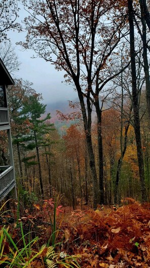 Property grounds - Iris-Stunning 2 bed. Cathedral Ceiling Mountain Cottage (Blairsville)