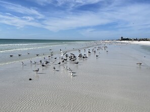 Sun loungers, beach towels