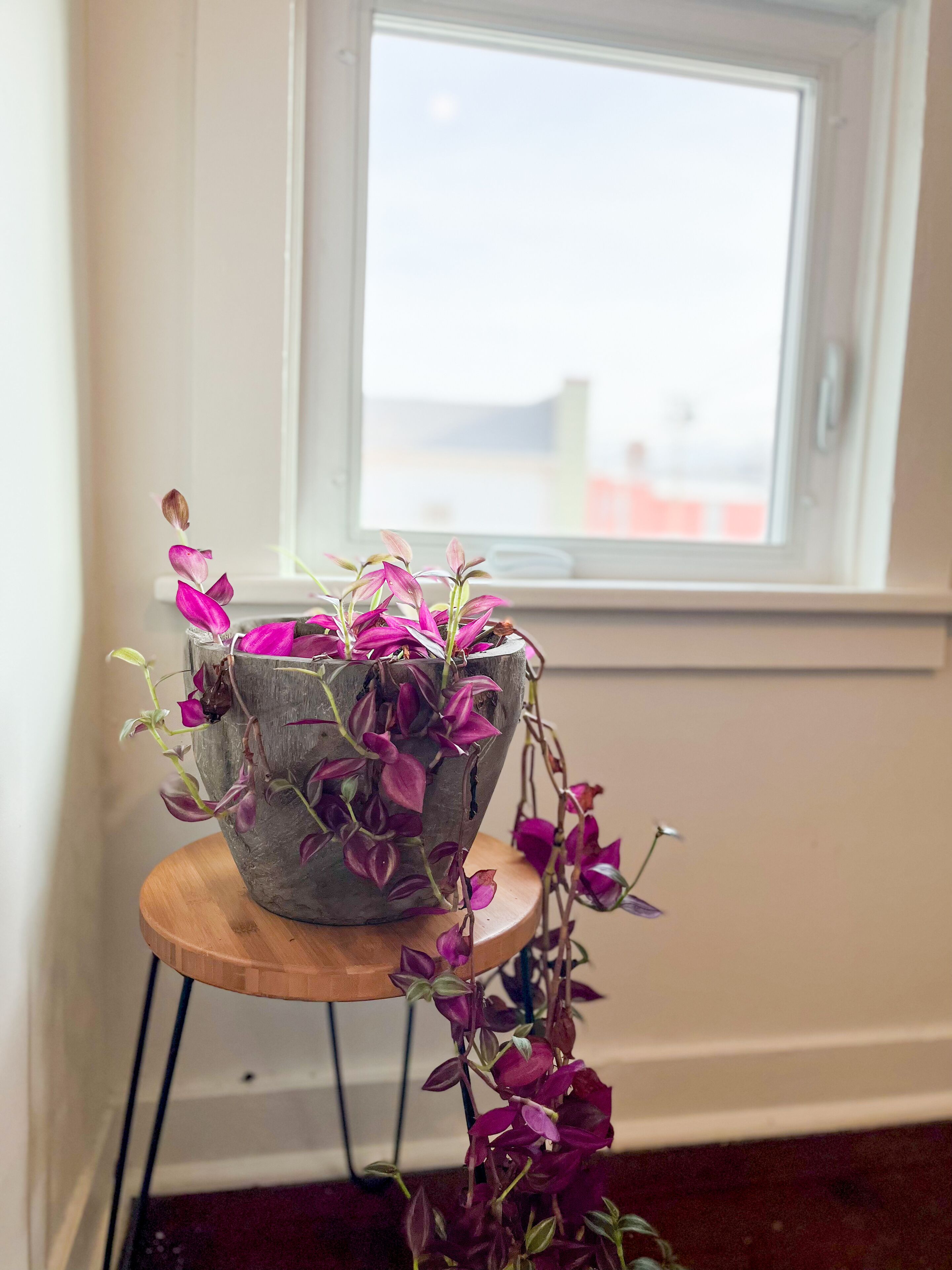 Una planta en maceta con flores moradas sobre un soporte de madera cerca de una ventana.