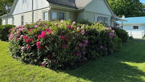Een huis met twee verdiepingen, een schuin dak, een voortuin en een verzorgde tuin met roze bloemen.