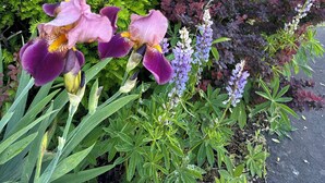 Een tuin met paarse bloemen, groene begroeiing en een huis op de achtergrond.