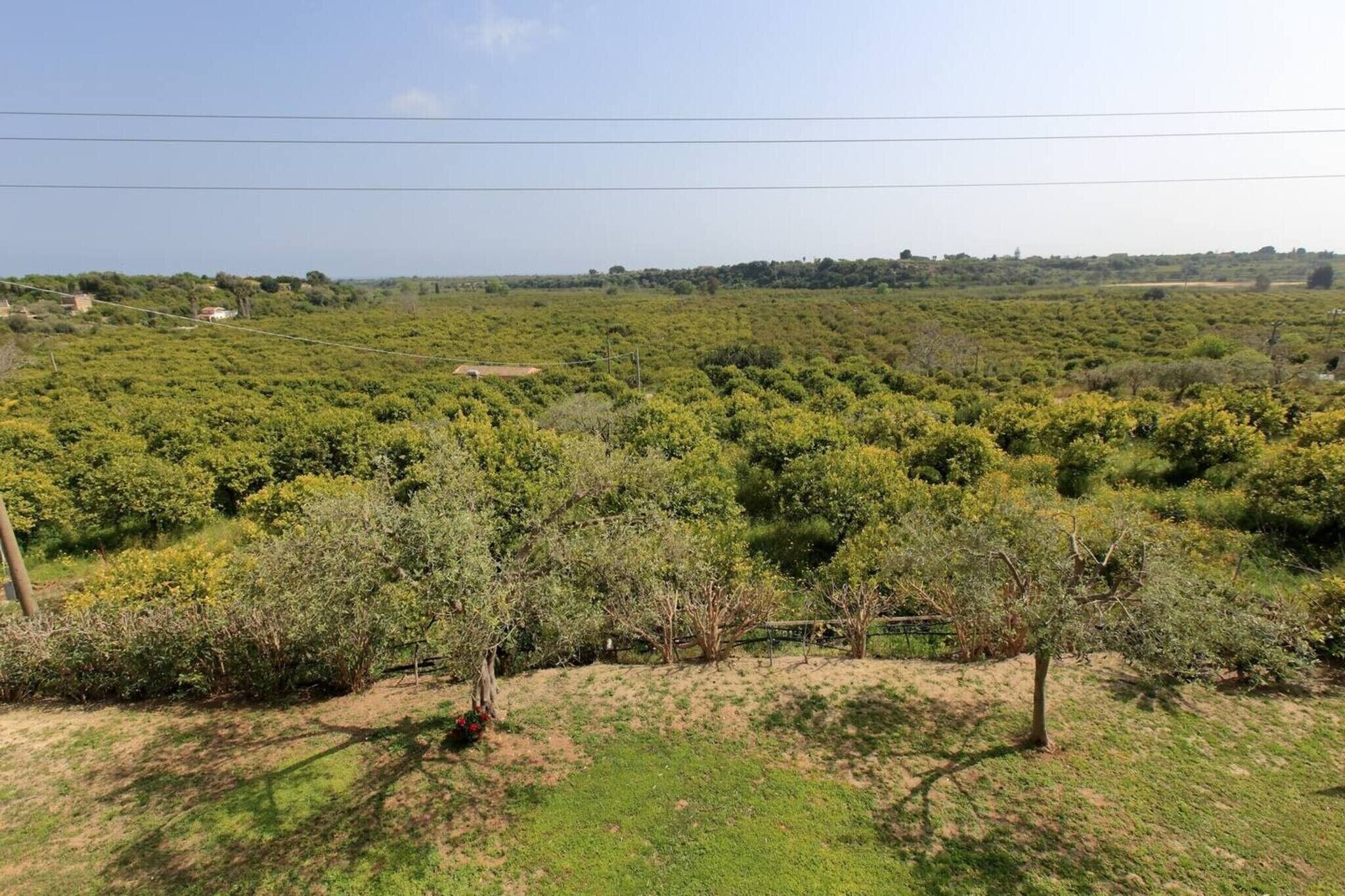 A rural landscape with dense vegetation and a few scattered trees.