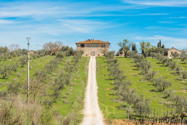 A rural property with a stone building, a dirt path leading to it, and surrounding olive trees.