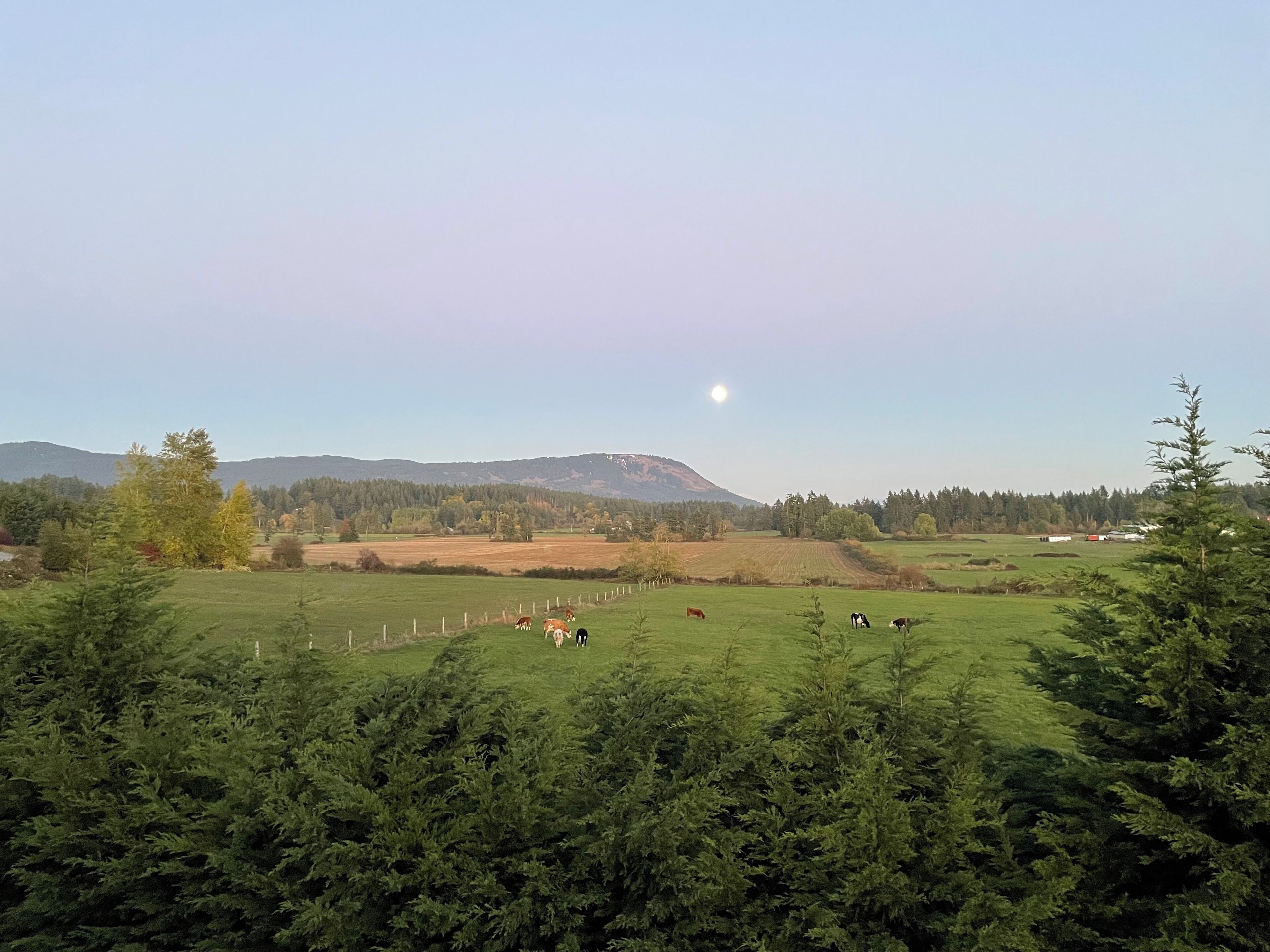 A rural landscape with a clear sky, a few cows grazing, and a mountain in the background.