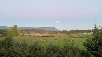 A rural landscape with a clear sky, a few cows grazing, and a mountain in the background.
