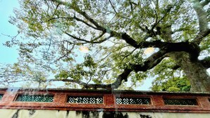 A tree with a large canopy over a brick structure with decorative lattice windows.