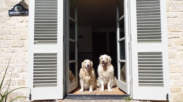 Two dogs sitting in an open doorway of a building with a sign reading 'MOORHENS'.