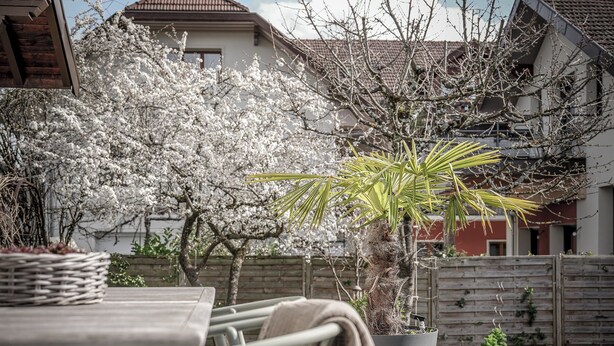 A wooden deck with a table and chairs, a potted plant, and a flowering tree.