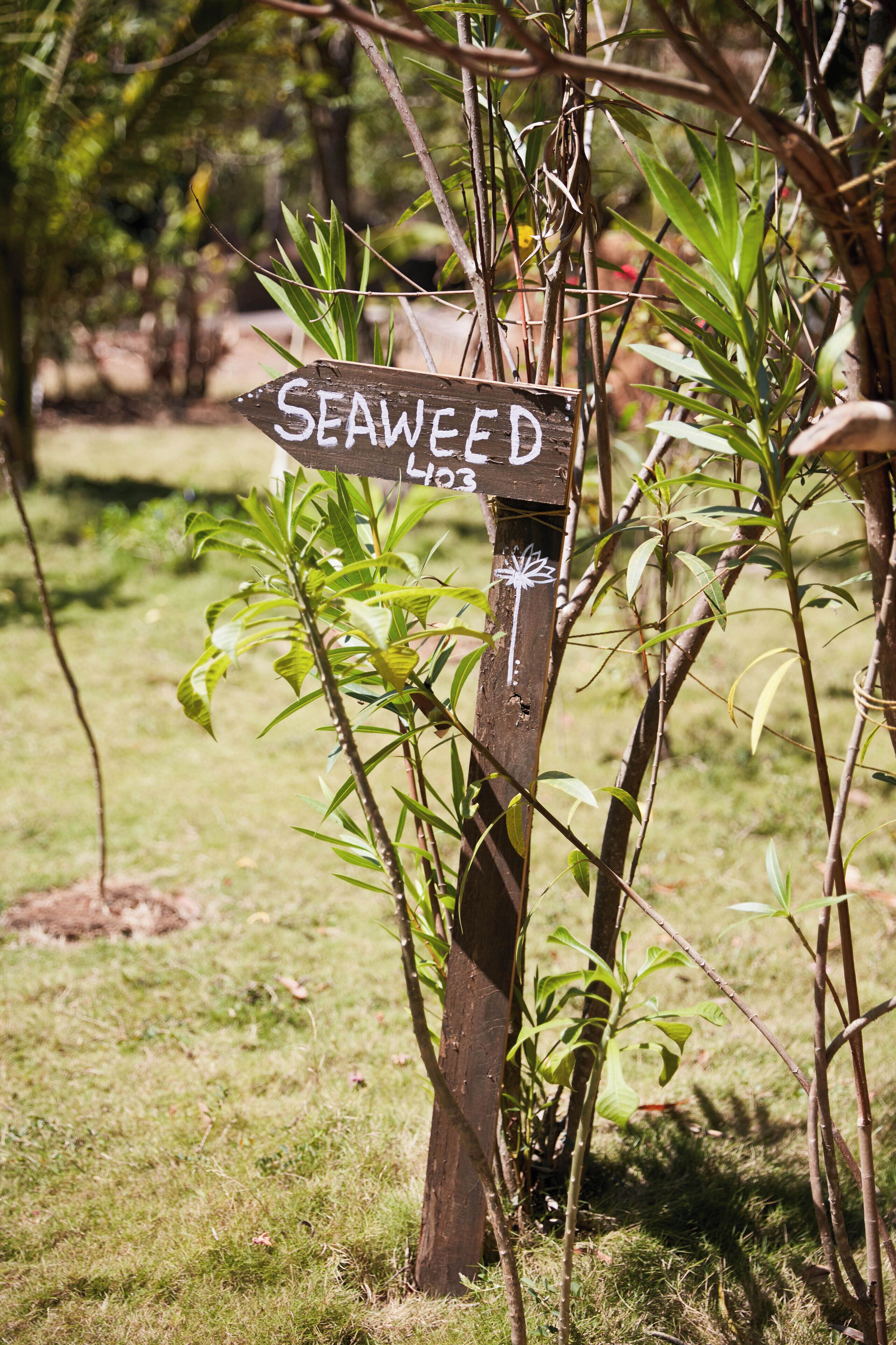 Un cartel de madera con la palabra 'SEAWEED' y el número '403', rodeado de follaje.