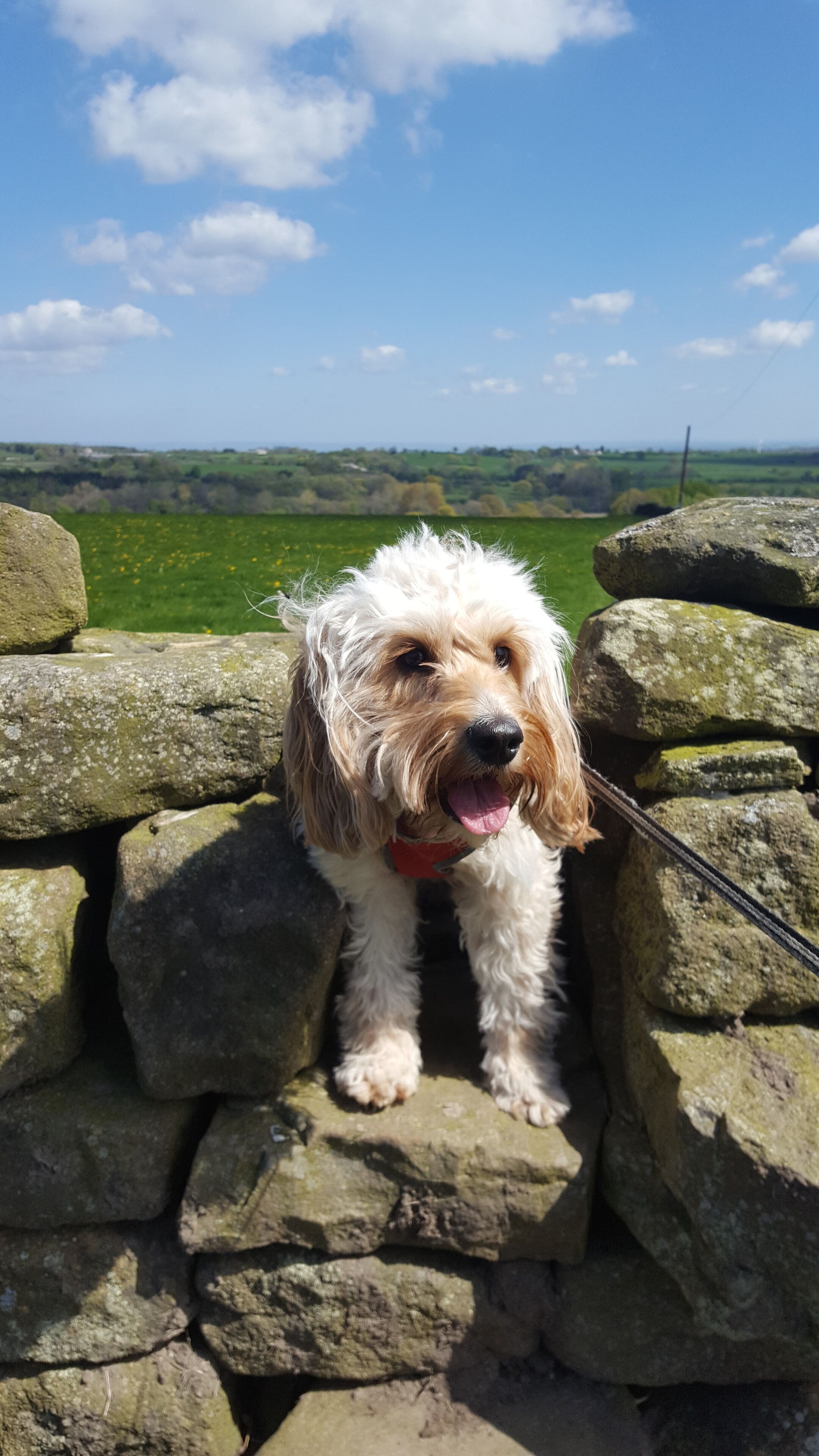 A dog sitting on a stone wall with a grassy field and a clear sky in the background.