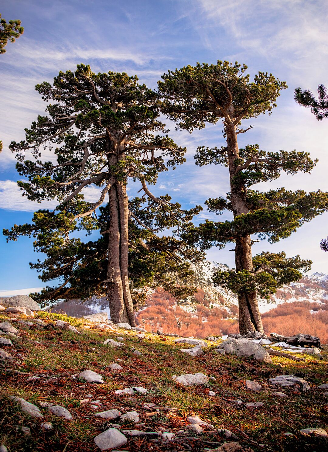 A mountainous landscape with two prominent pine trees and a rocky terrain.