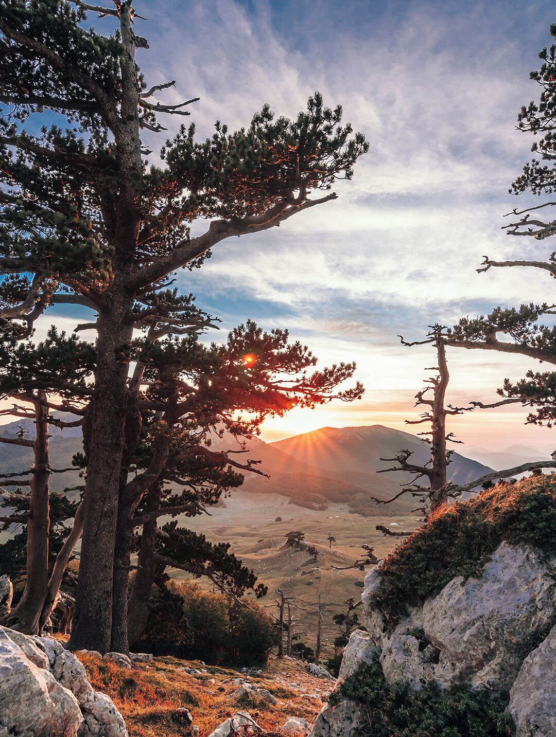 A mountainous landscape with prominent pine trees and a clear sky.