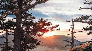 A mountainous landscape with prominent pine trees and a clear sky.