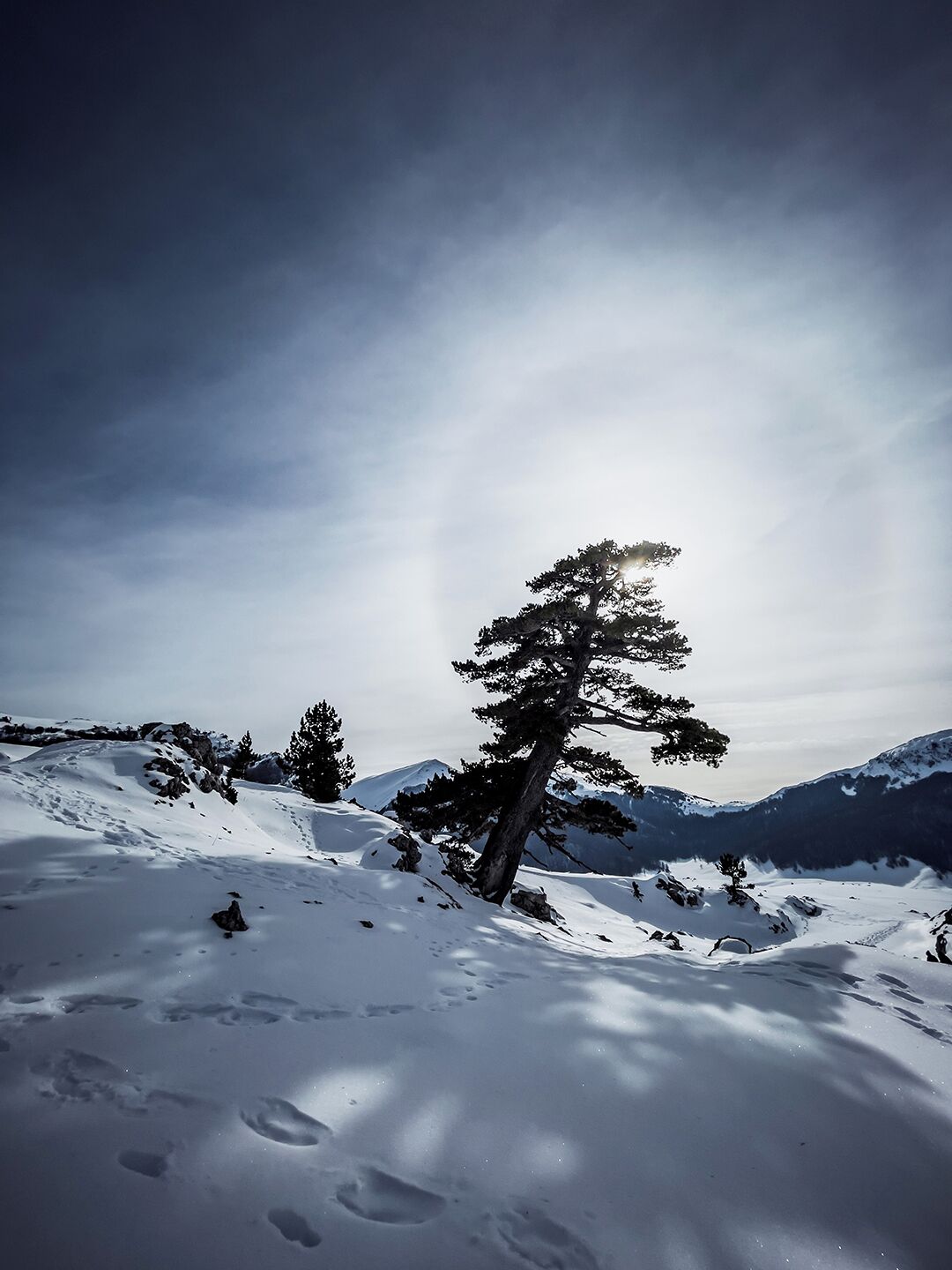 Paesaggio innevato con un albero solitario e montagne sullo sfondo.