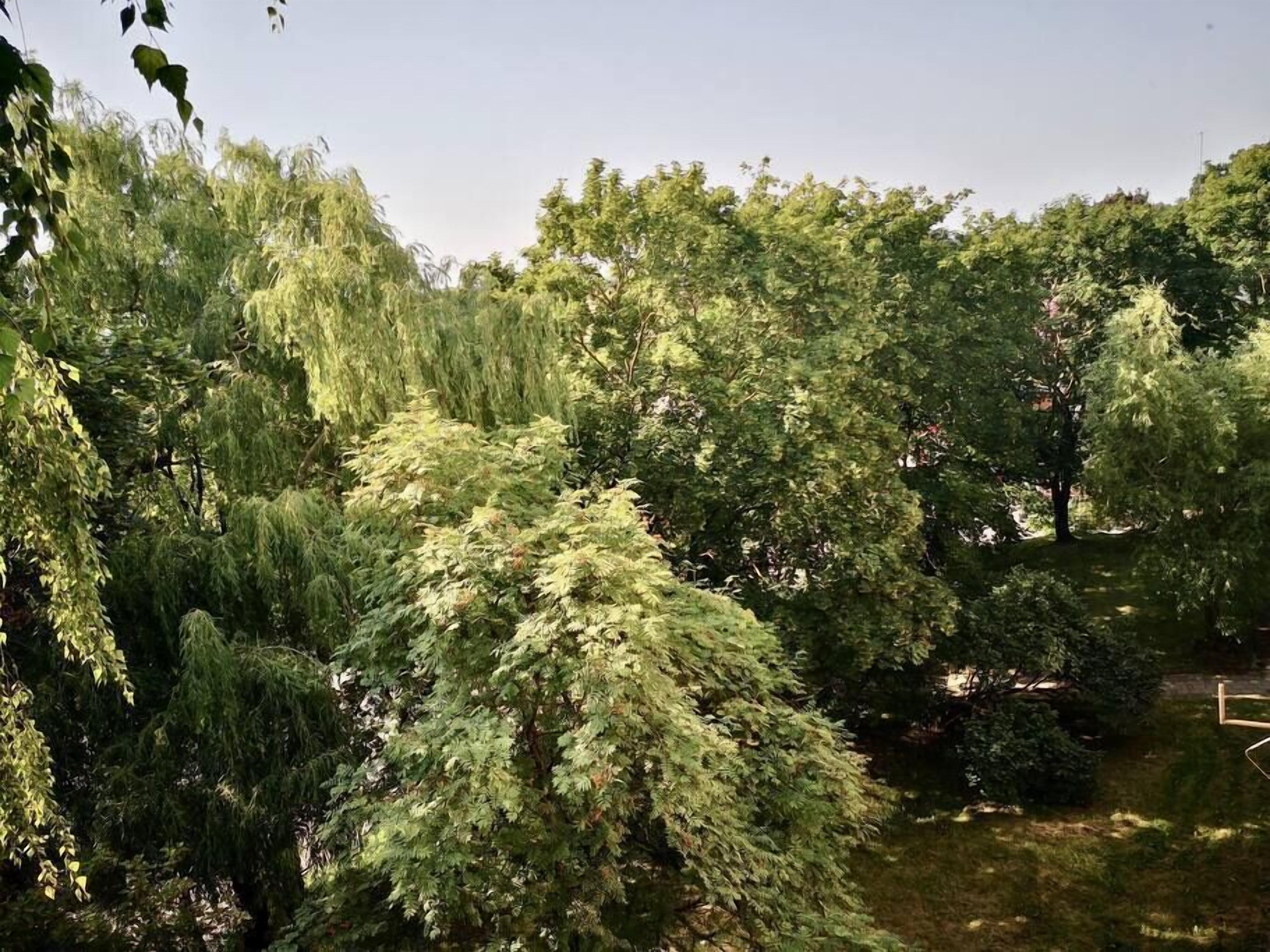 Una fitta area boschiva con una varietà di vegetazione, tra cui alcune piante con foglie di colore verde chiaro.