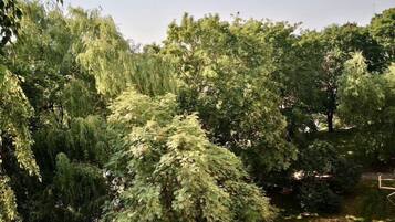 Una fitta area boschiva con una varietà di vegetazione, tra cui alcune piante con foglie di colore verde chiaro.