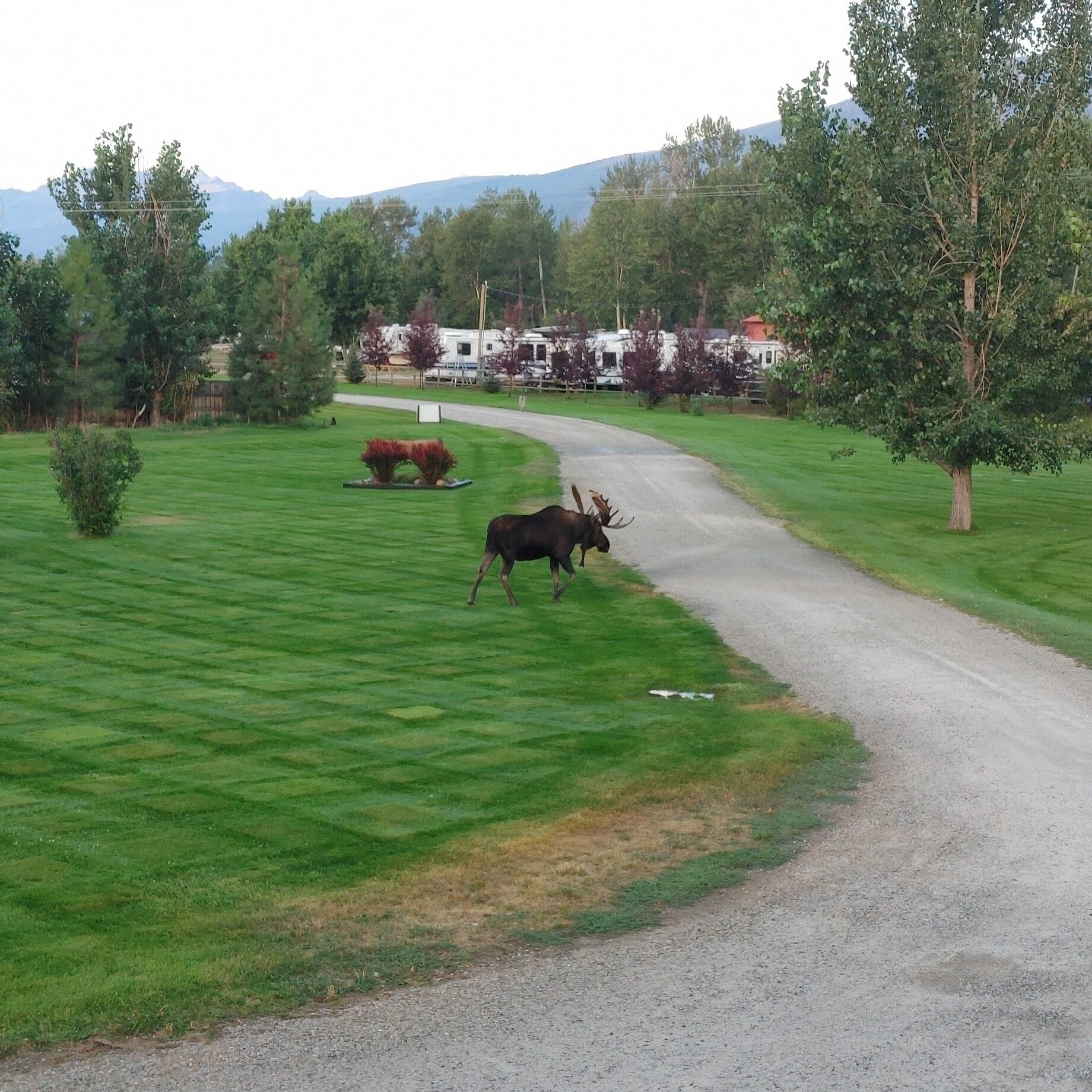 A gravel road curving through a grassy area with trees and a mountain in the background.