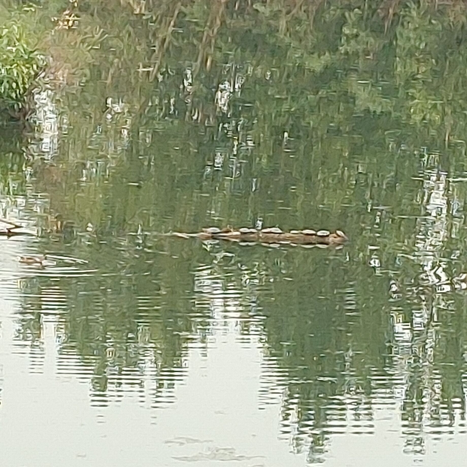 A calm body of water with ducks swimming.