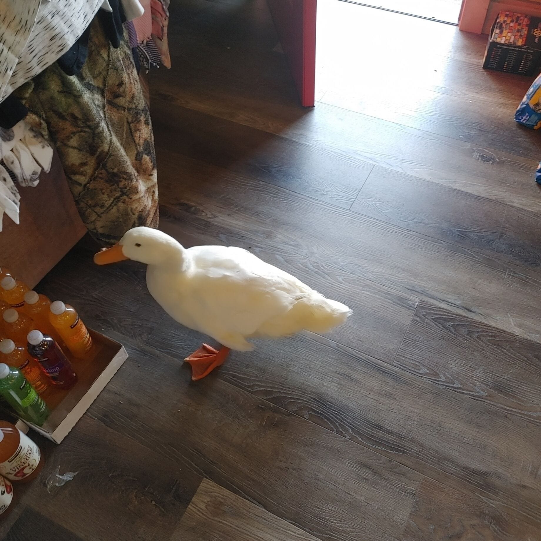 Eine weiße Ente steht auf einem Holzboden, in der Nähe befinden sich Getränke und ein Honigglas.