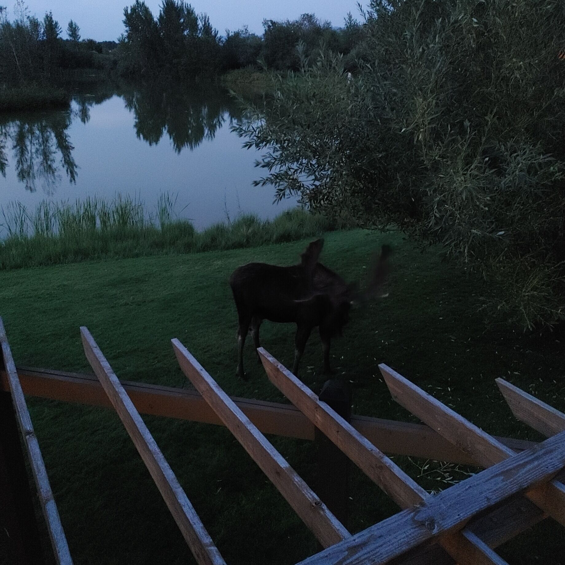 Een houten terras met uitzicht op een grasveld, een waterpartij en dichte begroeiing.