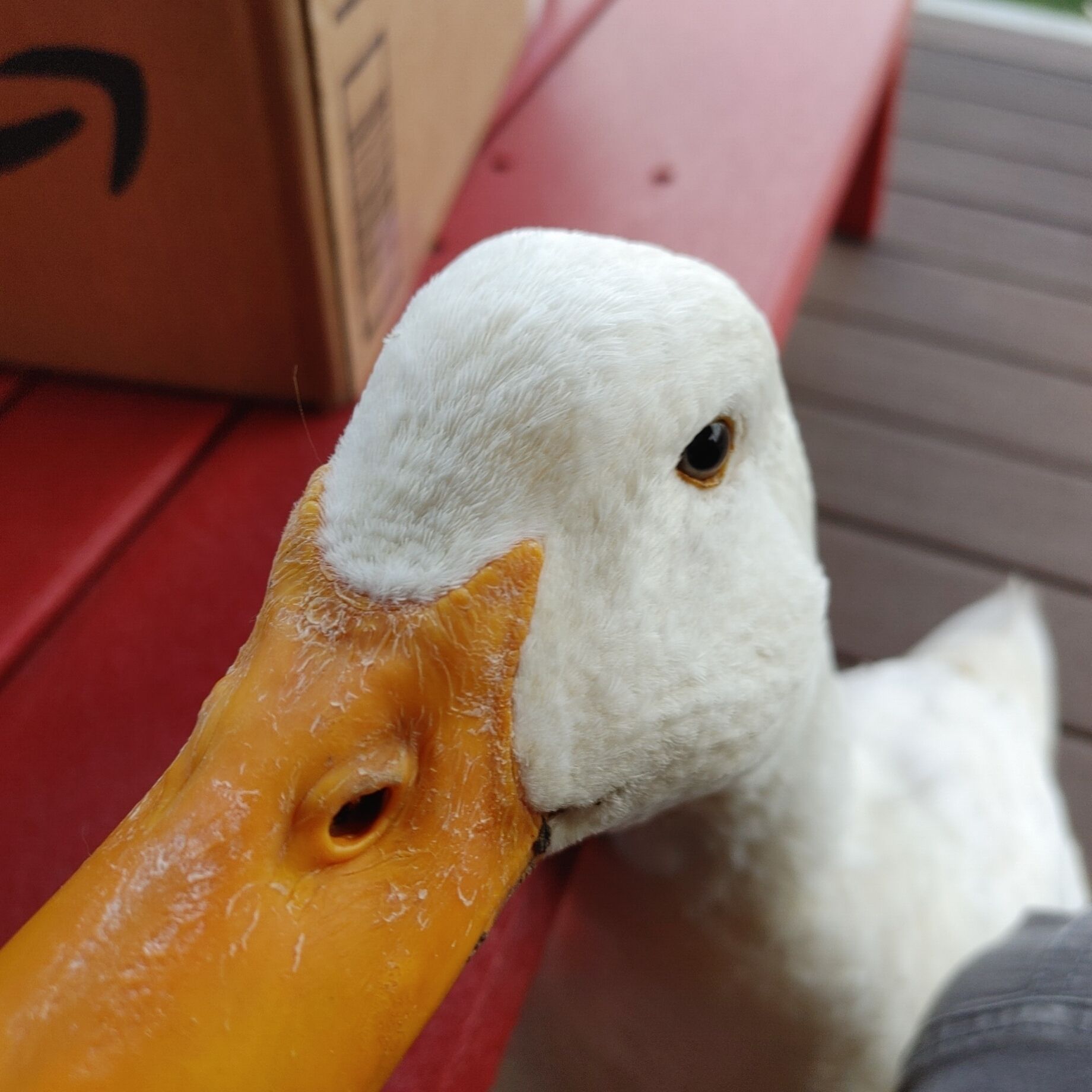 A duck with a white head and orange beak resting on a red bench.