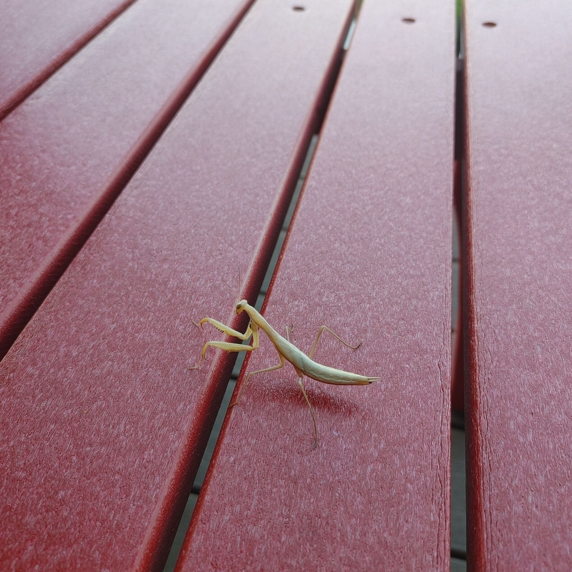 Een enkele gebedsmantis op een rode houten ondergrond.