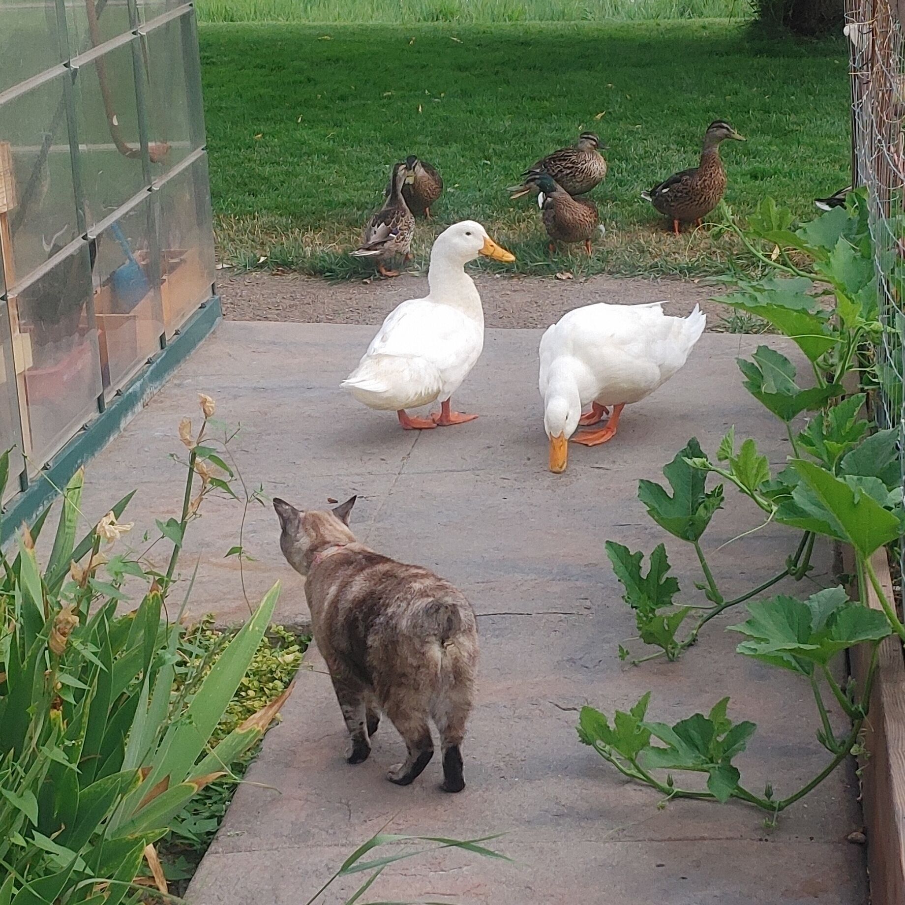 Un chat marchant sur un chemin de béton, avec des canards et des oies en arrière-plan.