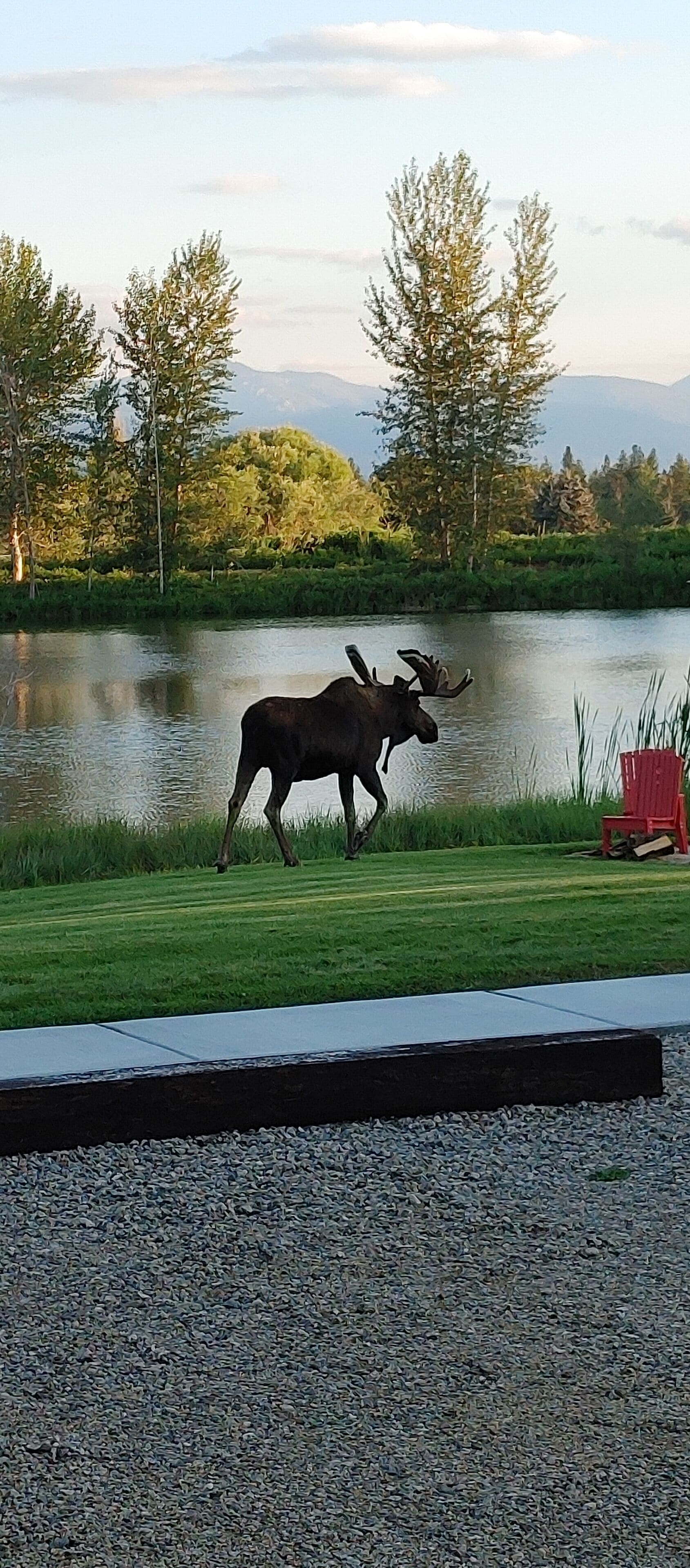 A moose walking near a lake with a red chair and gravel path in the foreground.