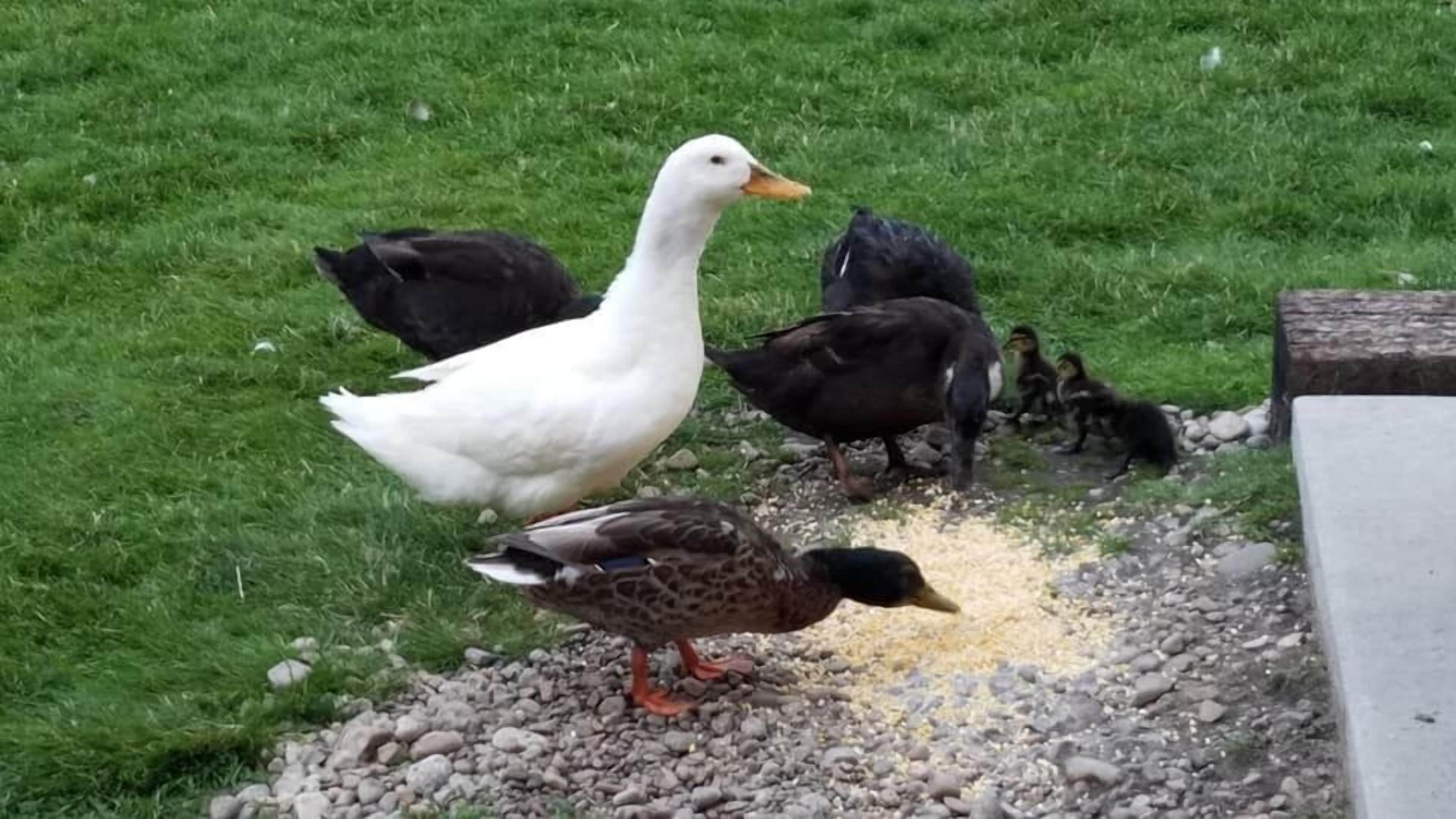 Um grupo de patos e filhotes em um caminho de cascalho, com grama ao fundo.