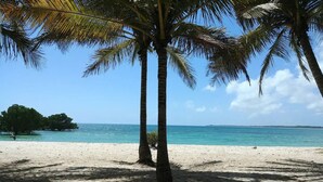 A beach with palm trees and a clear view of the ocean.