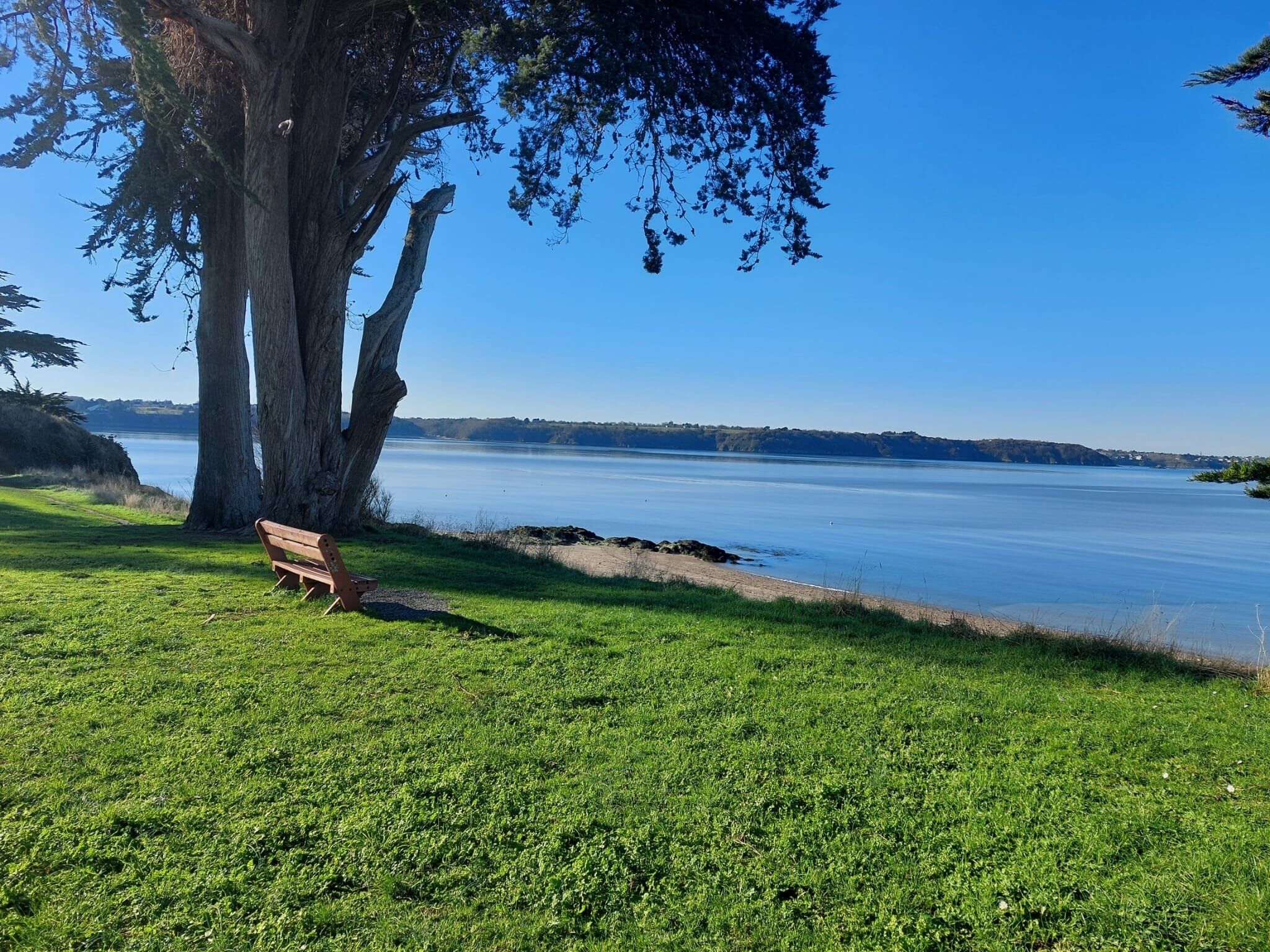 A bench under a large tree by a calm lake with a clear sky.
