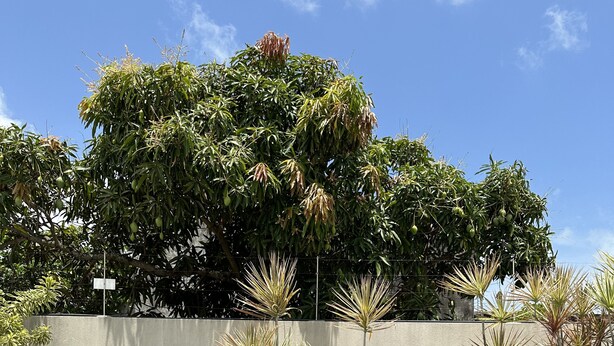 A swimming pool with a tiled deck, surrounded by a low wall with plants and a large tree in the background. - Melhores Flats (Cabedelo)