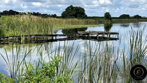 Un río tranquilo con un muelle de madera que se adentra en el agua, rodeado de exuberante vegetación y árboles al fondo.