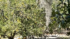 Ein Baum mit gelben Früchten, möglicherweise Zitronen, in einem Garten.