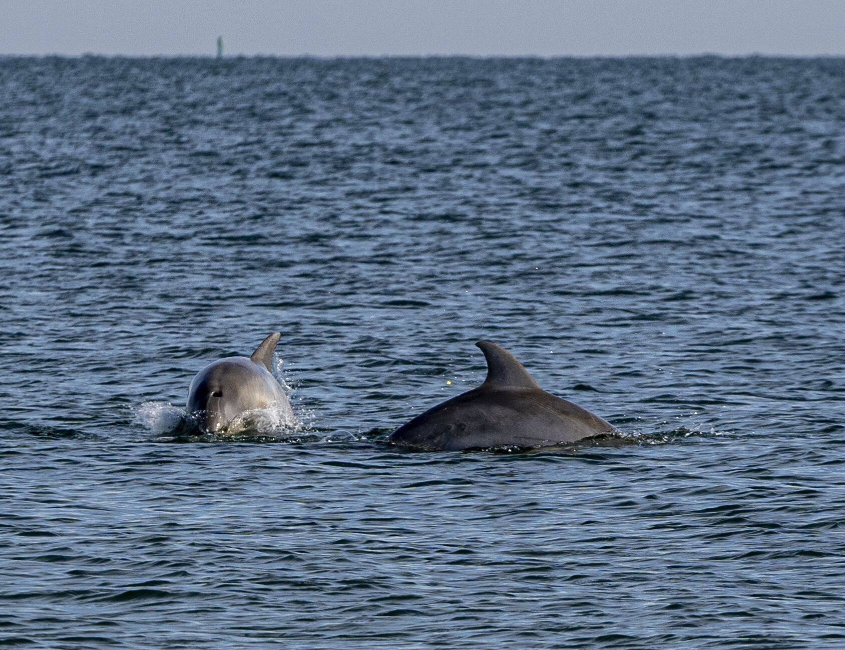 From time to time, dolphins pass by the Big Blue property. We took these pics.