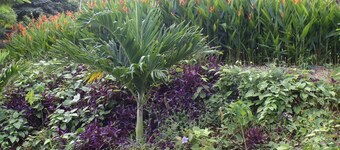 El Jardín. Casa Colibrí.


