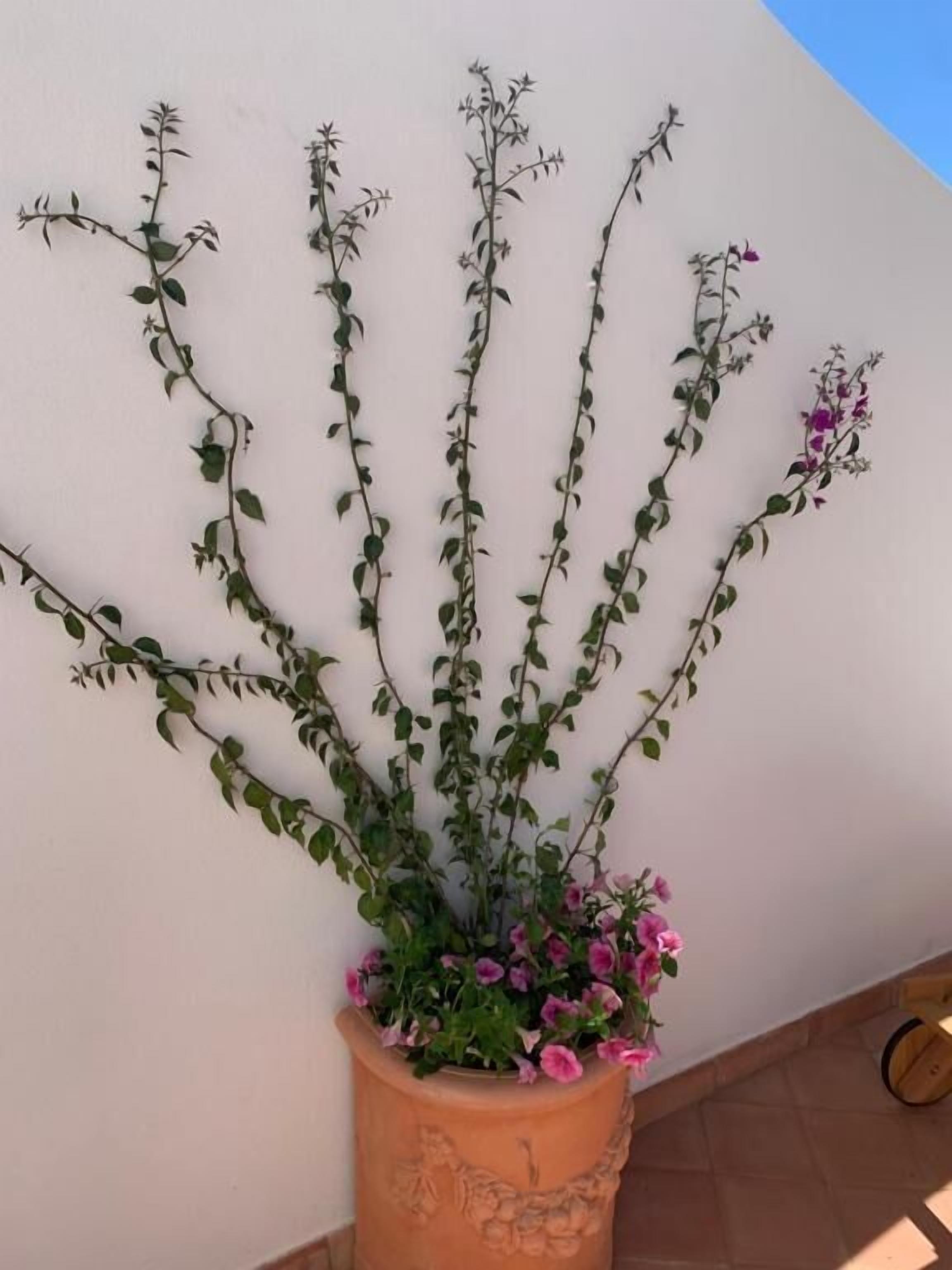 A terracotta pot with a climbing plant and pink flowers against a white wall.