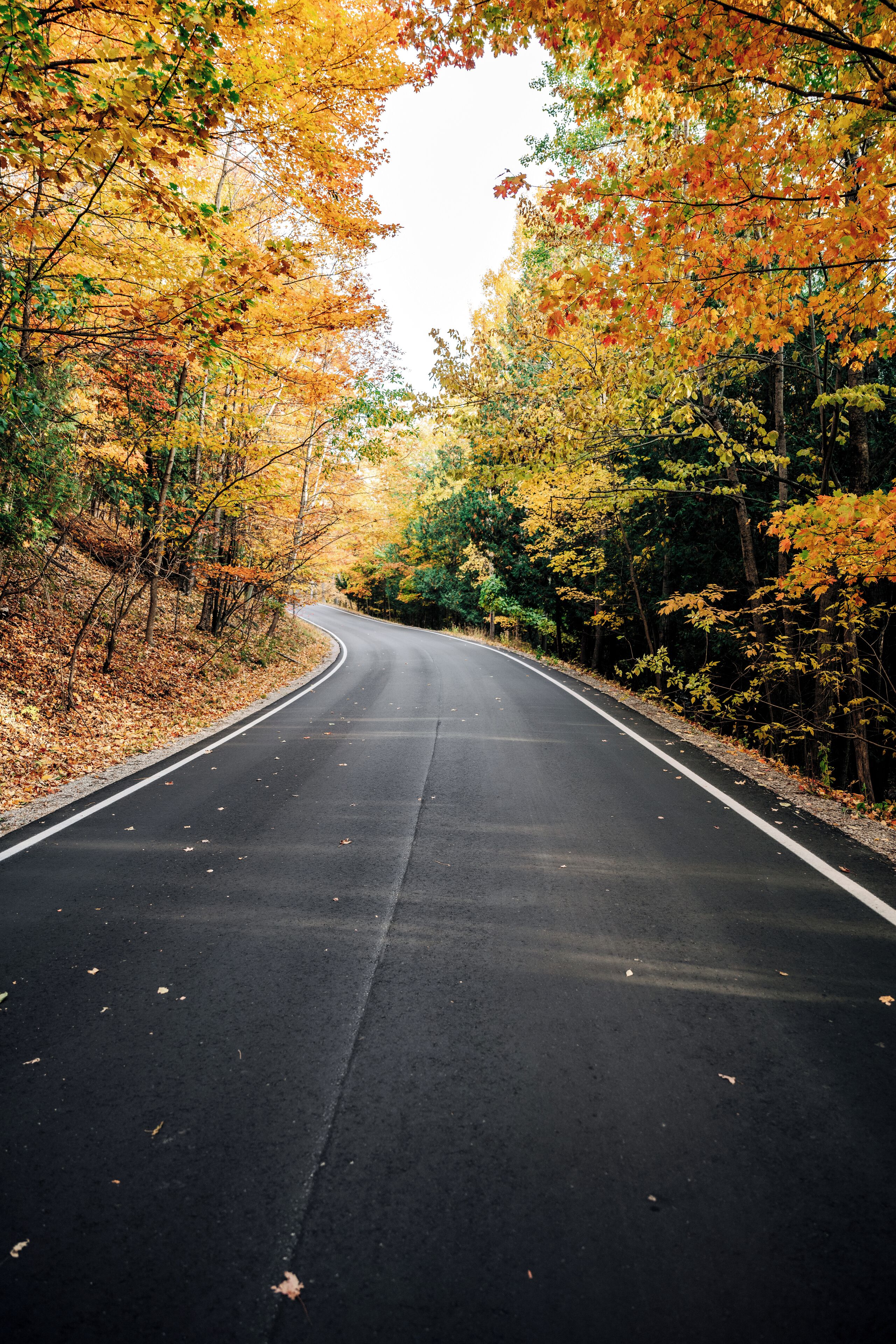 A road flanked by trees with autumn foliage.