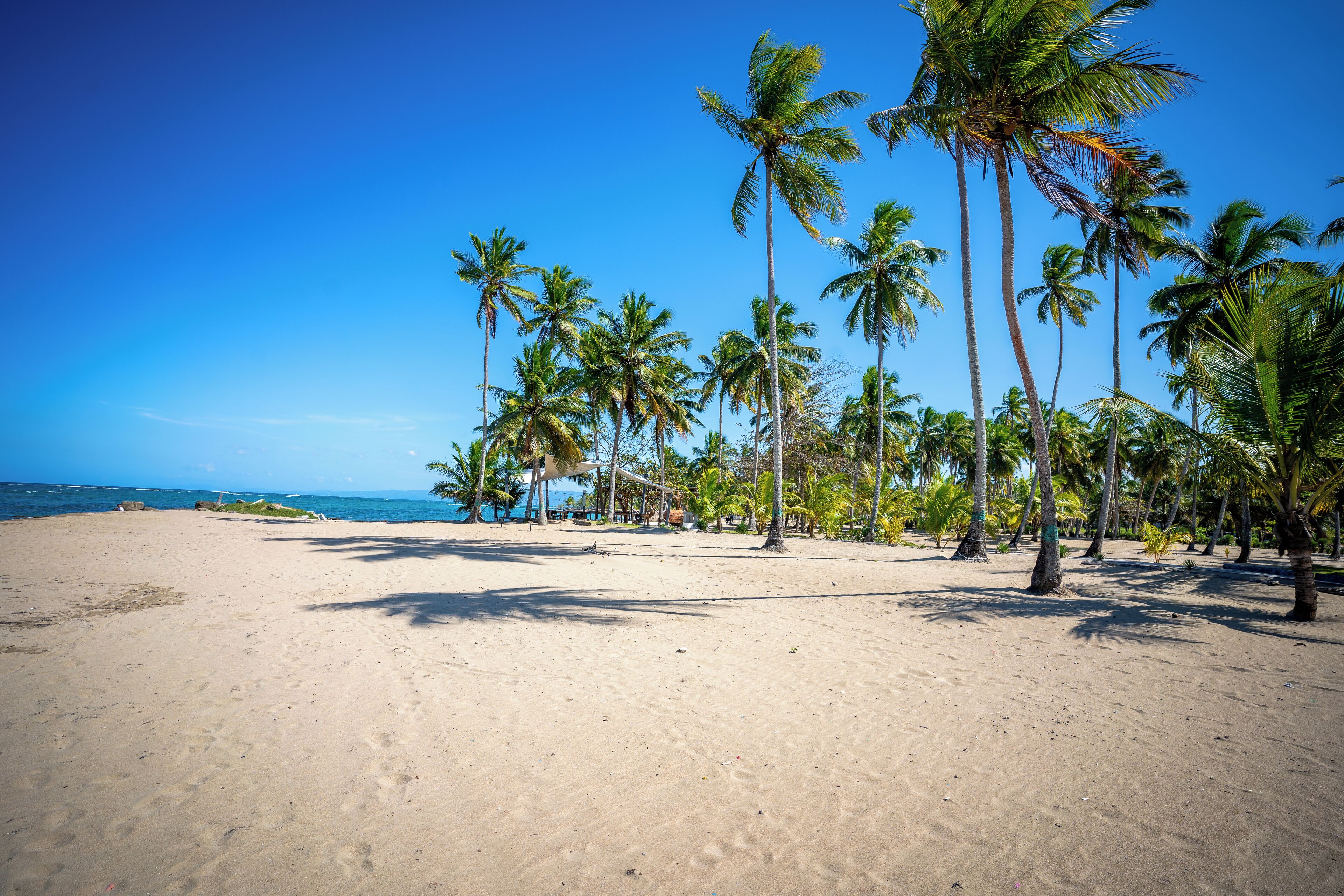 A beach with palm trees and a clear blue sky.