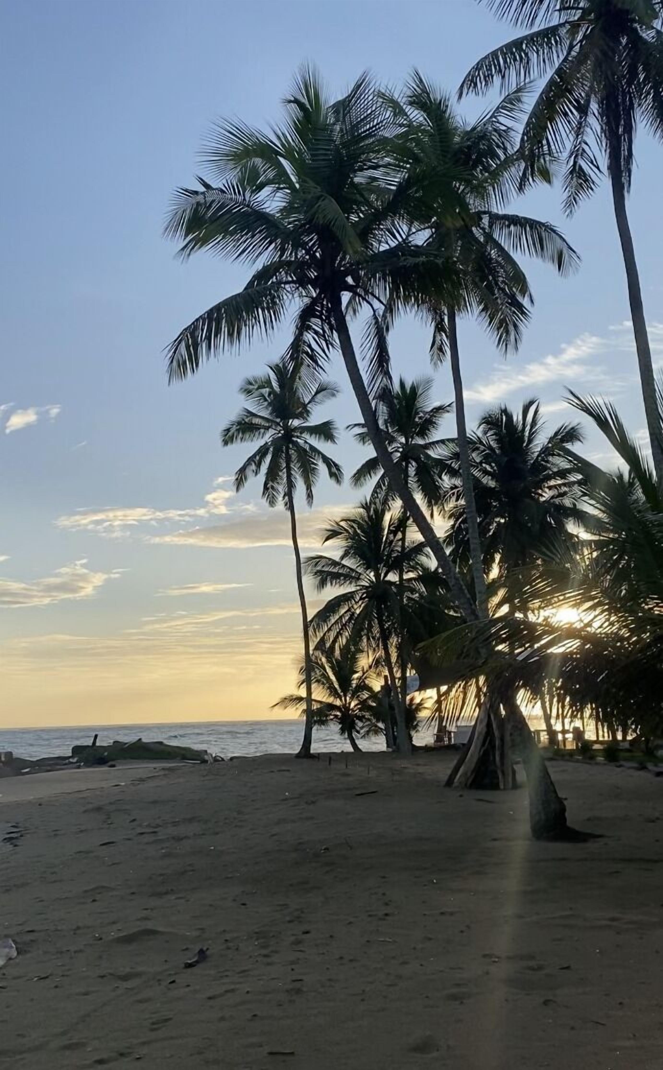 A beach with palm trees and a clear sky.