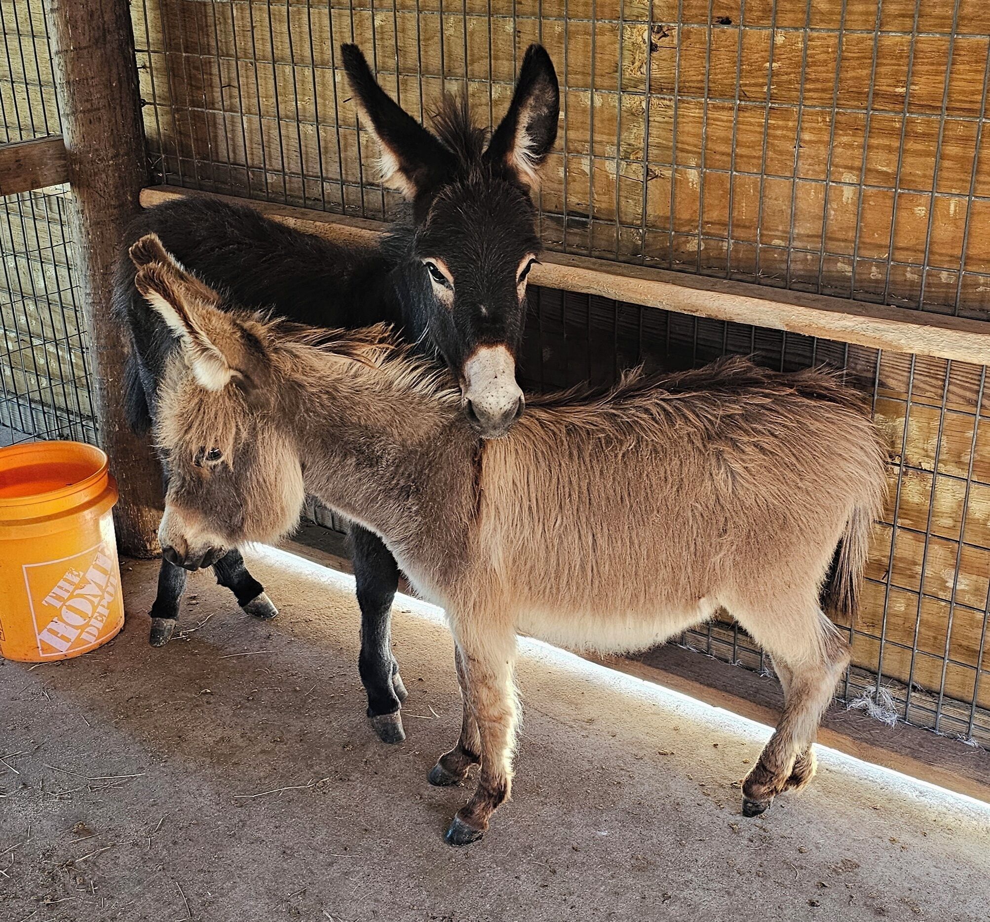 Dos burros al lado de una cerca de madera y un cubo naranja.