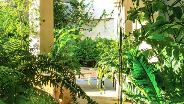 A covered outdoor area with lush green plants and a concrete floor. - El Pueblo Mérida (Mérida)