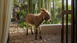 A donkey standing in a doorway with a view of tall cacti and a clear sky. - Sagrada Holistic Ranch (San Miguel de Allende)