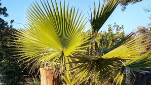 Un jardin avec un palmier, un tronc d’arbre et diverses autres plantes.