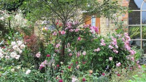 A garden with various flowering plants and a stone building in the background. - Wonderful Picturesque Countryside Cottage (Broughton)